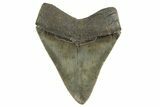 Serrated, Fossil Megalodon Tooth - South Carolina #321327-1